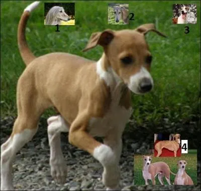 Je suis un petit lévrier italien au milieu d'une galerie de photos de famille. 
Savez-vous où se trouve ma mère, cette élégante aux yeux magnifiques, et qui sait si bien prendre la pose ?