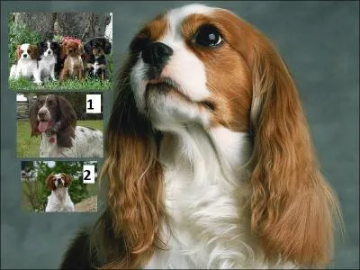 Est-ce notre mère en photo principale ? 
Si oui, elle nous regarde avec fierté et tendresse.