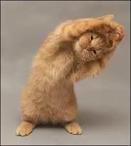 "Chat" va bouger ! Donner du lait au chat est-il mauvais pour sa santé ?