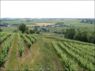 Sur quel type de sol poussent les vignes des côteaux-de-l'Aubance qui produisent un vin blanc moelleux ?