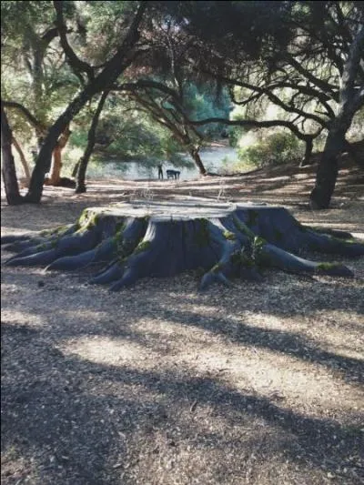 Comment s'appelle l'arbre de la saison 2 ?