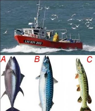 Quel poisson ne correspond pas avec l'image ?