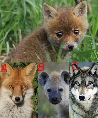 De quel petit s'agit-il ?