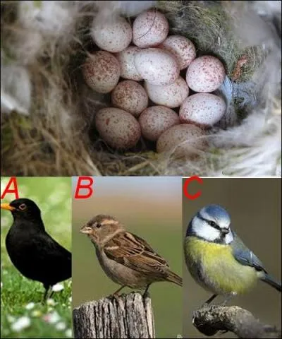 À qui sont ces ufs ?