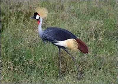 Cet oiseau sur la photo est très élégant, possède une démarche gracieuse et a une jolie couronne sur la tête, il s'agit donc...