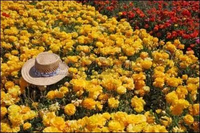 L'inox chauffé à 800 degrés Celsius peut passer d'une couleur grise à de jolies teintes mais de quelle couleur ?