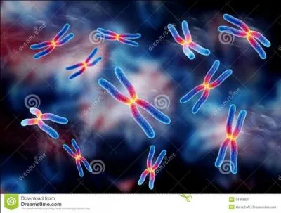 Combien de paires de chromosomes possèdent l'homme ?