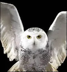 Qui est ce personnage dans Harry Potter ?