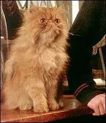 Qui est ce personnage dans Harry Potter ?