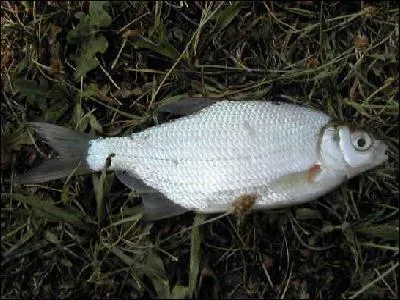 Quel est ce poisson d'eau douce ?