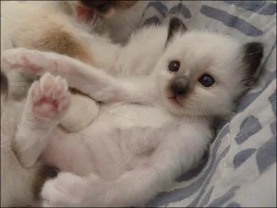 Karl Lagerfeld possède un chat qui a 3 serviteurs et mange dans une assiette en argent. Elle voyage dans de confortables sacs Vuiton conçus pour elle. Connaissez-vous la race de Choupette dont Karl est "fou" ?