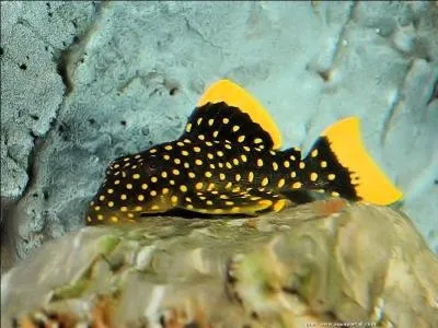 Connaissez-vous les "Plécos" ?