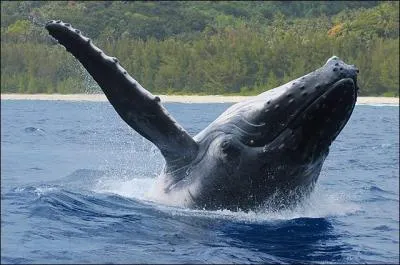 Qu'est-ce qu'un "mégaptère" ?