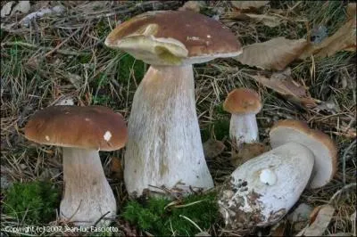 Ce champignon est-il comestible ?