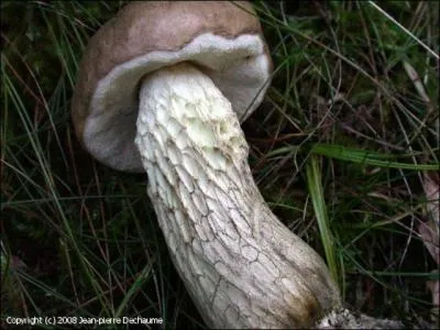 Le bolet de fiel est-il un bon comestible ?