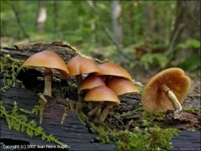 La galère marginée est-elle comestible ?