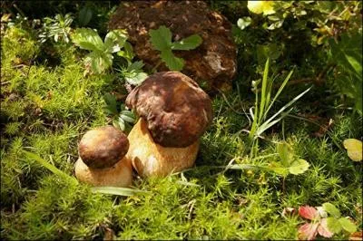 Oserez-vous goûter ceux-ci ?