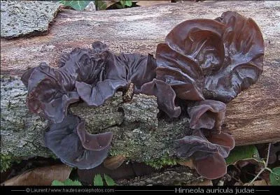 Mangeriez-vous ceux-là ?