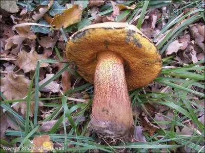 Pourrez-vous manger un bolet blafard ?