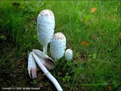 Le coprin chevelu est-il comestible ?