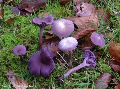 La Laccaria améthyste parfumera-t-elle votre omelette ?