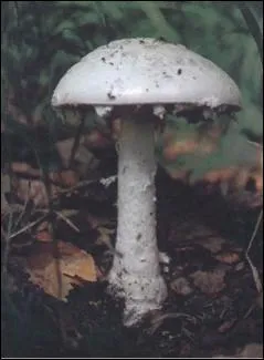 L'amanite vireuse est-elle comestible ?