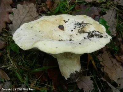 Le lactaire poivré est-il un bon comestible ?