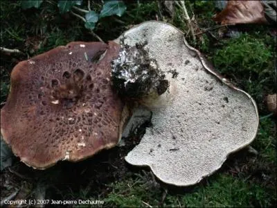 Le sarcodon a-t-il un intérêt culinaire ?