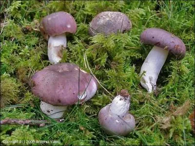La russule charbonnière entrera-t-elle dans votre plat de champignons ?
