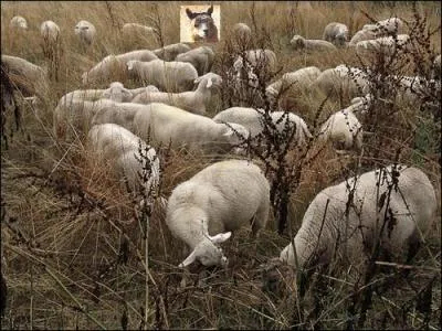 Animaux.
Qui semble surveiller les moutons ?