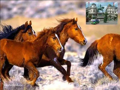 Un petit tour dans ma liste d'amis de Quizz.Biz.
Qui expose sa Pontiac de 1937 sur la place du Martroi, à Orléans ?