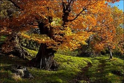 Curiosité de la nature ! 
Quels akènes ont poussé de manière totalement incongrue au centre de la frondaison de ce châtaigner ?