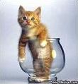 Quiz Animaux