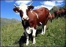 Dans quel pays la vache est-elle sacrée ?