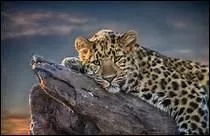 Le guépard est différent des autres félins. Pourquoi ?