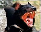 Le diable de Tasmanie est particulièrement ... lorsqu'il lance son cri terrifiant. C'est un charognard apprécié car il fait rapidement disparaître les restes des animaux morts.
