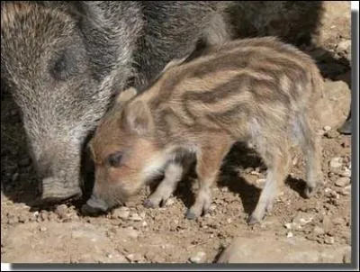 Il existe un vocabulaire trs riche pour parler du sanglier. Voici quelques termes : 
Marcassin (0-6 mois)
Bte rousse (6-12 mois)
Bte de compagnie (12-24 mois)
Ragot (mle) et ... ragote (femelle) (2-3 ans)
Tiers an (mle) et ... (femelle) (3-4 ans)
Puis : quartanier, vieux sanglier et grand vieux sanglier (pour le mle).