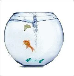 Comment s'appelait le poisson que Lily Potter avait offert  Horace Slughorn ?