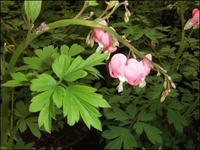 Quel autre nom porte la plante fleurie de la q9 ?