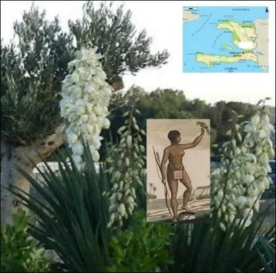 D'où vient le nom de cette plante fleurie au port majestueux, le --------- ?