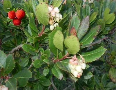 Quel est cet arbre aux fleurs blanches légèrement verdâtres ?