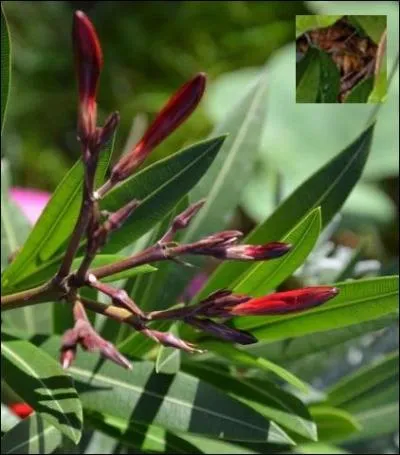 Il faut que la pollinisation se fasse par les insectes pour que le --------- se reproduise. Est-ce vrai ?