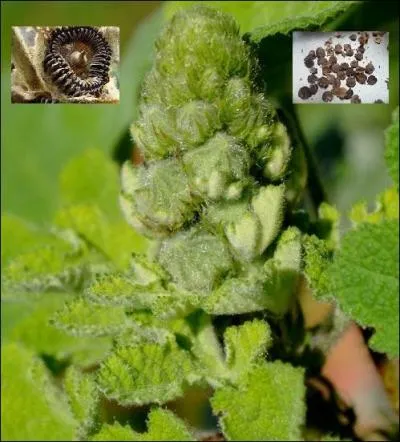 De quelle plante proviennent ces bourgeons ?