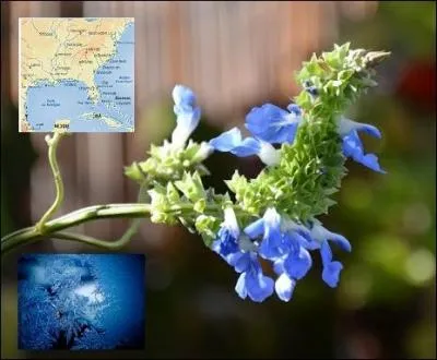 Que craignent les grandes sauges bleues venues du ---------- ?