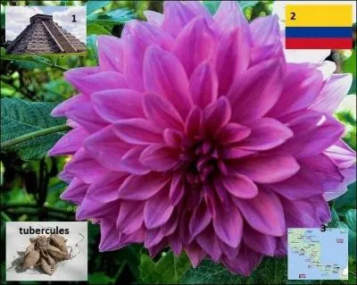 En regardant l'illustration vous trouverez les origines du --------.