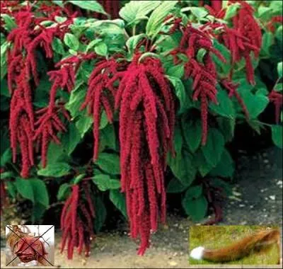 Que ne fait pas ----------, ------------- ? ------------.