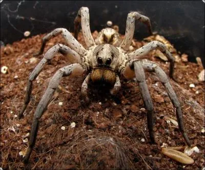 Wydowna Spider est la fille de :