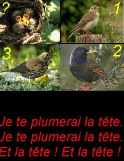 Que sont ces oisillons ?