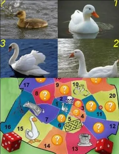 Qu'est cet oisillon ?