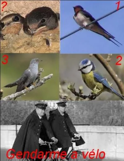 Que sont ces oisillons ?